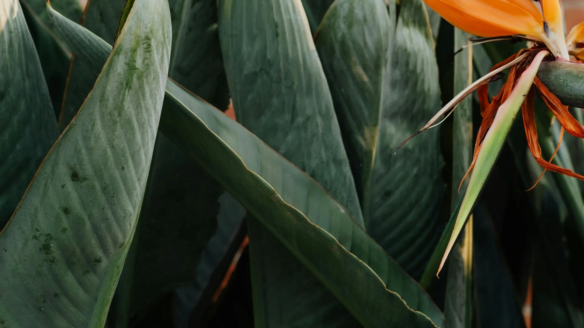 A background image showing lush vegetation.